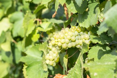 Fransa 'da dünyaca ünlü şampanya bağları