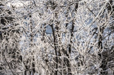 Ağaçların arasından parlayan güneş, dalında kar var.