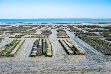 İstiridye tarlasında istiridye yatakları, Cancale, Fransa