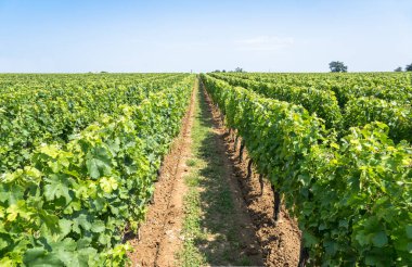 Saint Emilion, Fransa 'da güzel üzüm bağları ve mavi gökyüzü