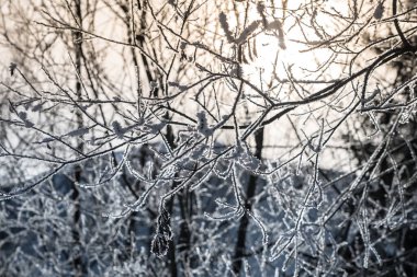 Ağaçların arasından parlayan güneş, dalında kar var.