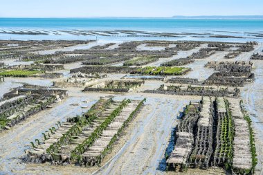 İstiridye tarlasında istiridye yatakları, Cancale, Fransa