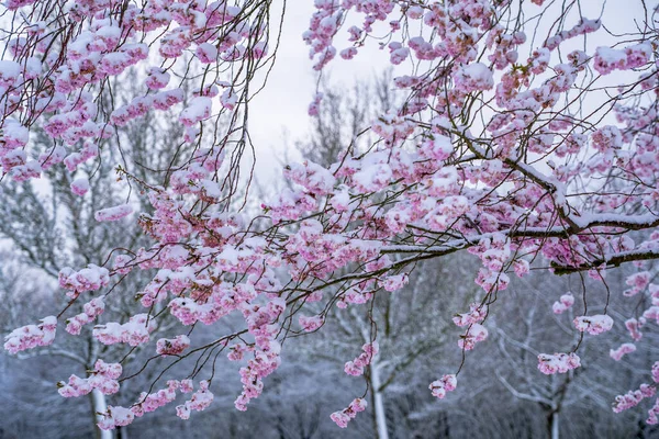 Cherry blossom covered with snow