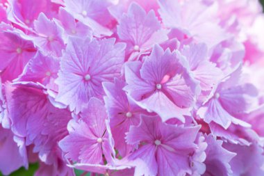 Pembe ortanca macrophylla 'nın güzel arka planı