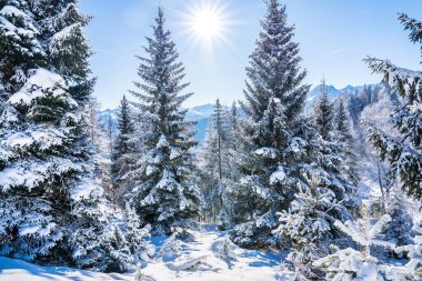 Seefeld, Avusturya 'da güzel kış manzarası