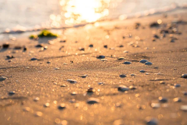 砂の上の貝殻で日没 — ストック写真