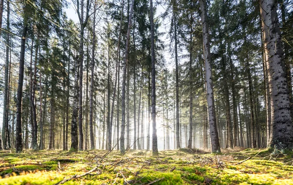 stock image Rays of light in the autumn forest