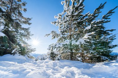 Seefeld, Avusturya 'da güzel kış manzarası