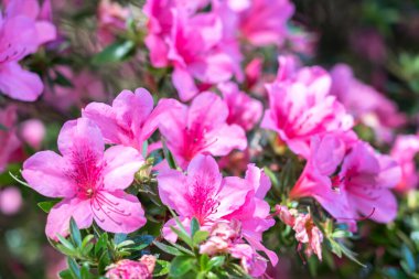 Azalee (Rhododendron japonicum) - kapat