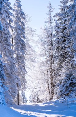 Seefeld, Avusturya 'da güzel kış manzarası