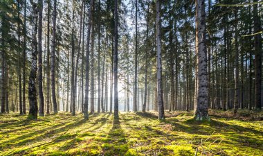 sonbahar ormanda ışık ışınları