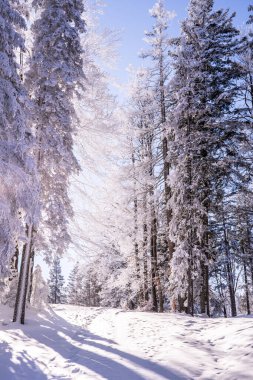 Seefeld, Avusturya 'da güzel kış manzarası