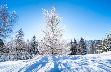 Seefeld, Avusturya 'da güzel kış manzarası
