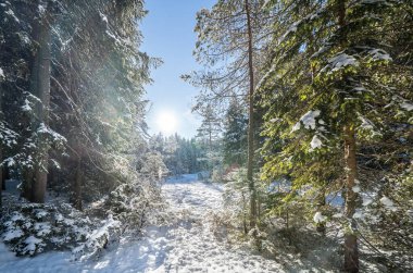 Seefeld, Avusturya 'da güzel kış manzarası