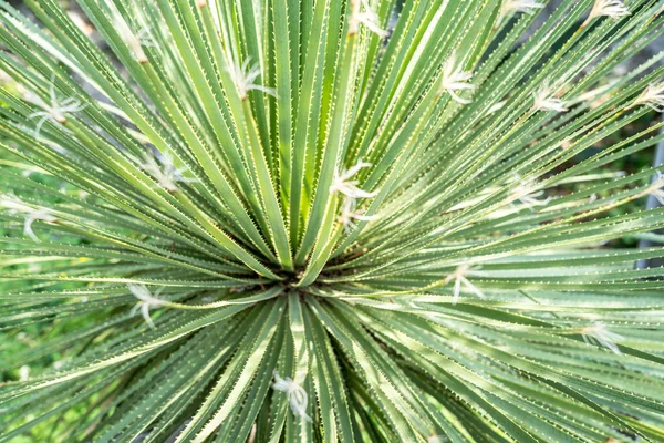 Leaves Dasylirion Acrotrichum Dracenaceae — Stock Photo, Image