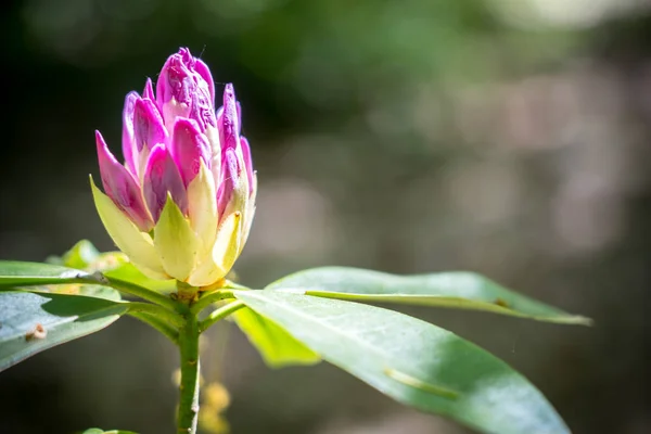 Hermoso Rhododendron Purpureum Parque —  Fotos de Stock