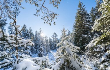 Seefeld, Avusturya 'da güzel kış manzarası