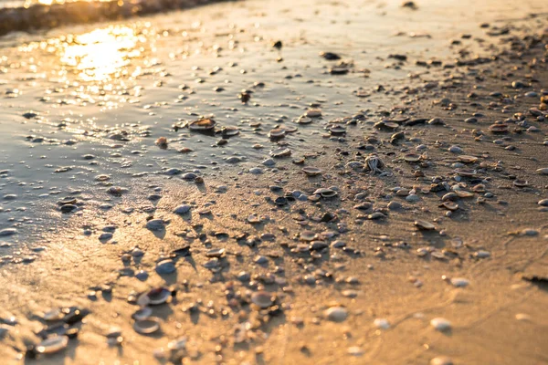 Ηλιοβασίλεμα Όστρακα Στην Άμμο — Φωτογραφία Αρχείου