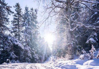 Seefeld, Avusturya 'da güzel kış manzarası