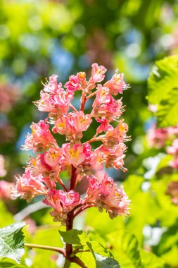 Kestane ağacının dalında çiçekler açar.