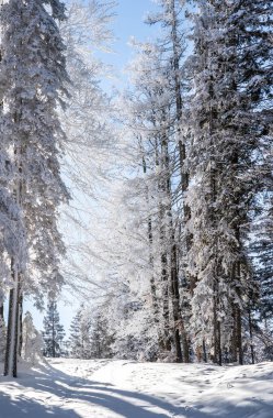 Seefeld, Avusturya 'da güzel kış manzarası