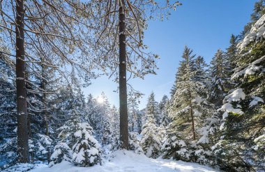 Seefeld, Avusturya 'da güzel kış manzarası