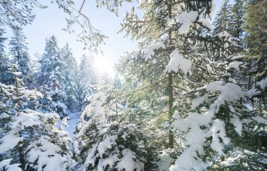 Seefeld, Avusturya 'da güzel kış manzarası