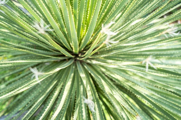 Blätter Von Dasylirion Acrotrichum Dracenaceae — Stockfoto