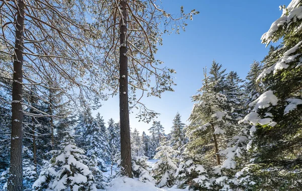 Hermoso Paisaje Invernal Seefeld Austria — Foto de Stock