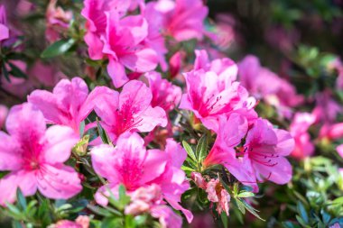 Azalee (Rhododendron japonicum) - close up clipart