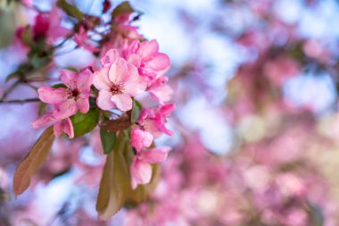 Pembe abloom Japon cherry (sakura) çiçeği