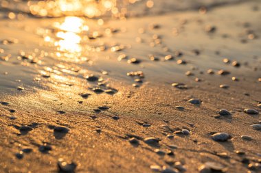 Kum üzerinde deniz kabukları ile gün batımı