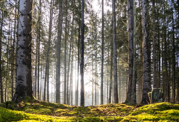 stock image Rays of light in the autumn forest