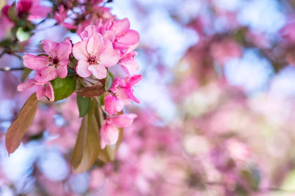 Pembe Abloom Japon Cherry Sakura Çiçeği — Stok fotoğraf