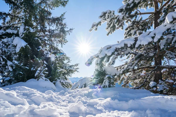 奥地利Seefeld美丽的冬季风景 — 图库照片