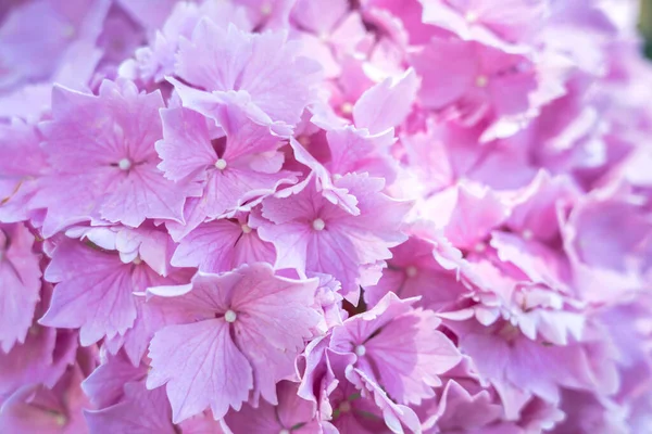 Mooie Achtergrond Van Roze Hortensia Macrophylla — Stockfoto
