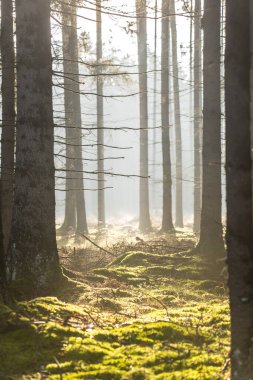 sonbahar ormanda ışık ışınları