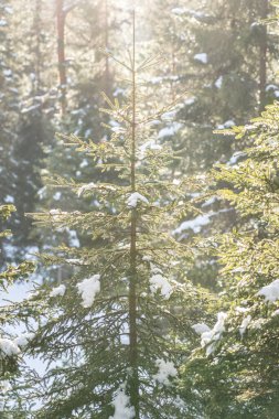 Seefeld, Avusturya 'da güzel kış manzarası