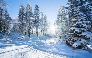 Seefeld, Avusturya 'da güzel kış manzarası