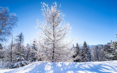 Seefeld, Avusturya 'da güzel kış manzarası