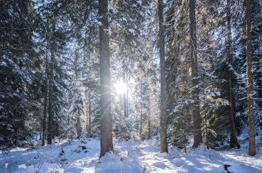 Seefeld, Avusturya 'da güzel kış manzarası