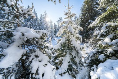 Seefeld, Avusturya 'da güzel kış manzarası