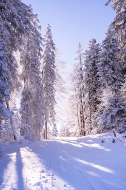 Seefeld, Avusturya 'da güzel kış manzarası