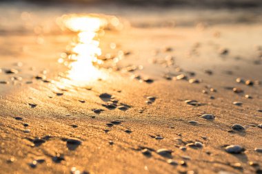 Kum üzerinde deniz kabukları ile gün batımı