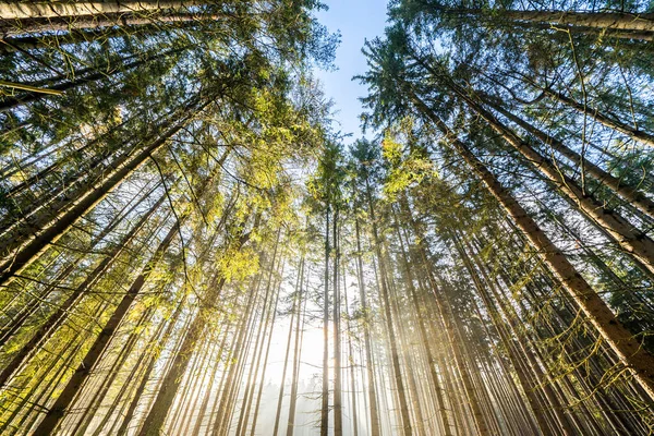 Rays Light Autumn Forest — Stock Photo, Image
