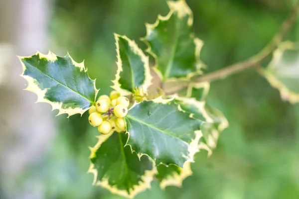 Zielone Liście Ilex Aquifolium Argentea Marginata — Zdjęcie stockowe