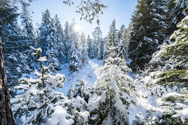 stock image Beautiful winter landscape in Seefeld, Austria