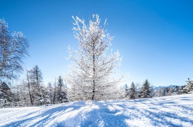 Seefeld, Avusturya 'da güzel kış manzarası