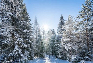 Seefeld, Avusturya 'da güzel kış manzarası