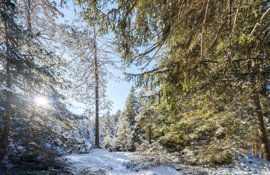 Seefeld, Avusturya 'da güzel kış manzarası